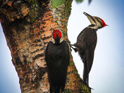 Pileated Woodpeckers