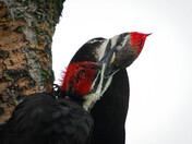 Pileated Woodpeckers