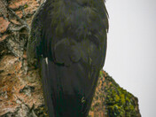 Young Pileated Woodpecker