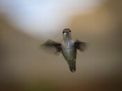 Hover