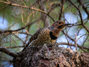 Northern Flicker