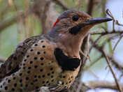 Northern Flicker Profile - 1