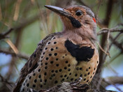 Northern Flicker Profile - 2