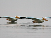 Low Gliders