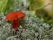 Scarlet redcap