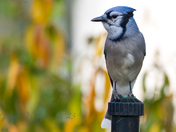 Blue Jay Checking out the garden....
