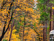 Yosemite National Park