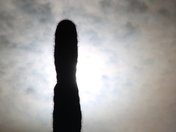 Saguaro National Park