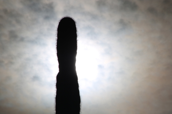 Saguaro National Park