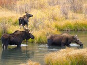 Gunnison National Forest
