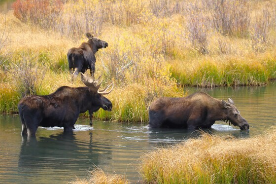 Gunnison National Forest