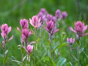 Gunnison National Forest