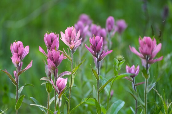 Gunnison National Forest