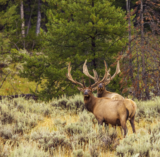 Grand Teton National Park