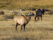 Rocky mountain National Park