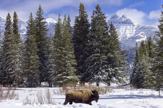 Yellowstone National Park