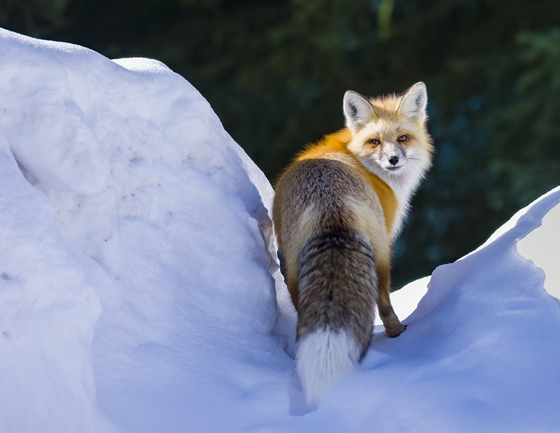 Yellowstone National Park
