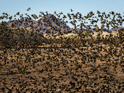 Cibola National Wildlife Refuge