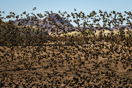 Cibola National Wildlife Refuge