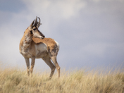 Apache Sitgreaves National Forest