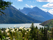 Wildflowers And Mountains In Waterton