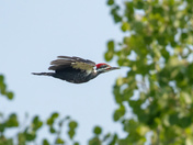 Fly By