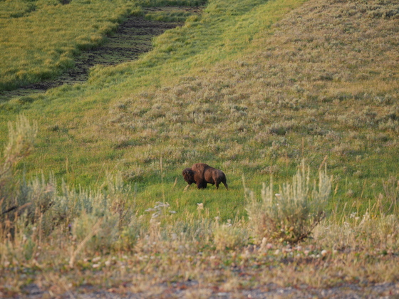 Yellowstone National Park