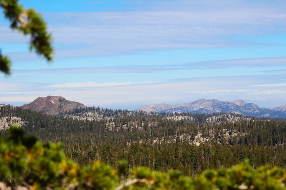 Sierra National Forrest