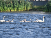 August Swans