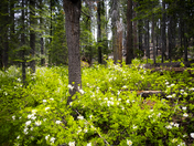Mariposa Grove-Yosemite National Park