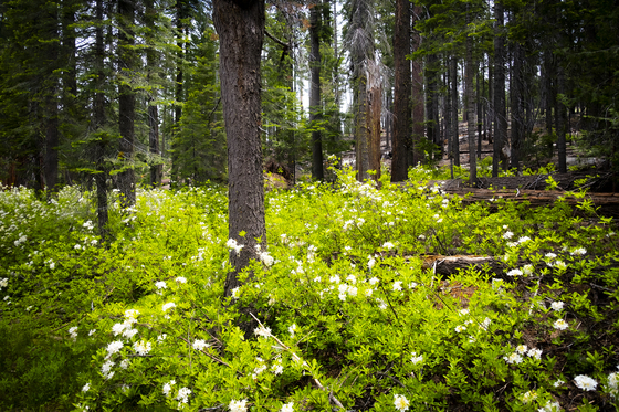 Mariposa Grove-Yosemite National Park