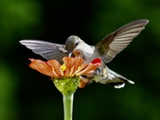 Hummingbird 