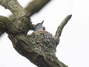 Blue Gray Gnat-catcher