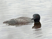 Surfacing Loon