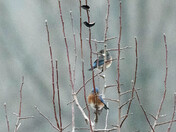 Blue Birds