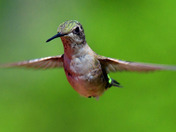 Ruby Throated Hummingbird