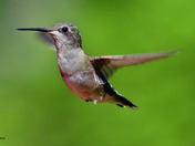 Ruby Throated Hummingbird
