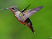 Ruby Throated Hummingbird