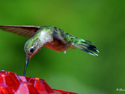 Ruby Throated Hummingbird