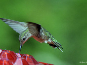 Ruby Throated Hummingbird