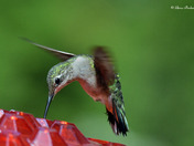 Ruby Throated Hummingbird