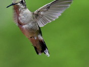 Ruby Throated Hummingbird