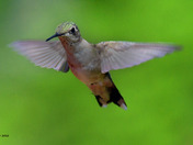 Ruby Throated Hummingbird