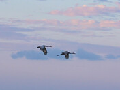 Sandhill Cranes