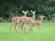 Deer Family Posing