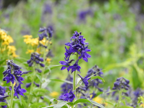 Arapahoe and Roosevelt National Forests