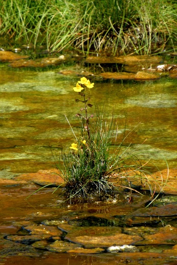 Yellowstone National Park 