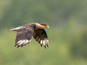 Crested Caracara - Rare vagrant to PEI