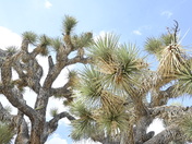 Joshua Tree National Park