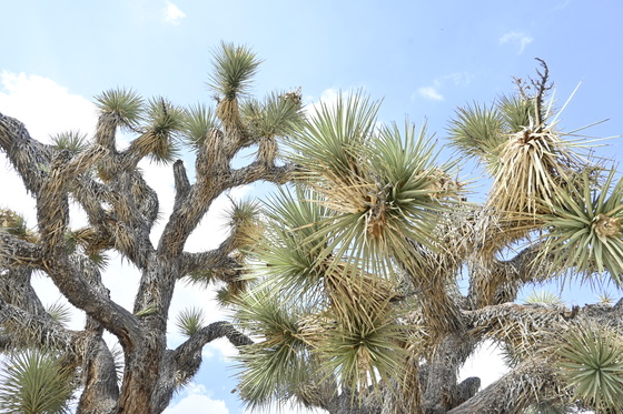 Joshua Tree National Park